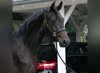 Oldenburger, Hengst, 2 Jahre, 165 cm, Schwarzbrauner