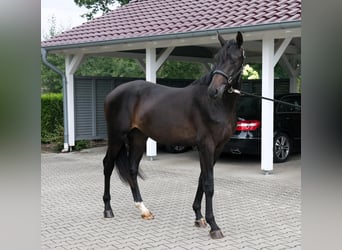 Oldenburger, Hengst, 2 Jahre, 165 cm, Schwarzbrauner