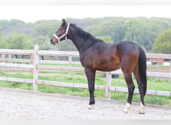 Oldenburger, Hengst, 2 Jahre, 166 cm, Brauner