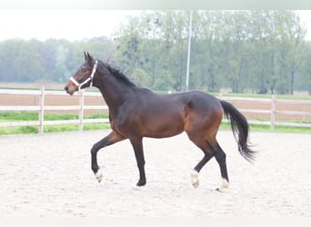 Oldenburger, Hengst, 2 Jahre, 166 cm, Brauner