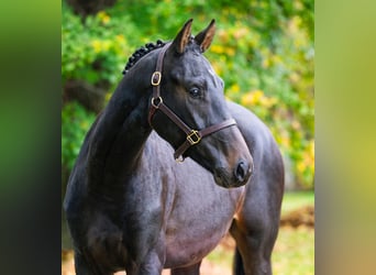 Oldenburger, Hengst, 2 Jahre, 167 cm, Dunkelbrauner