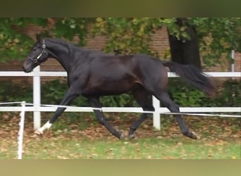 Oldenburger, Hengst, 2 Jahre, 167 cm, Dunkelbrauner