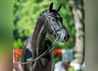 Oldenburger, Hengst, 2 Jahre, 167 cm, Rappe