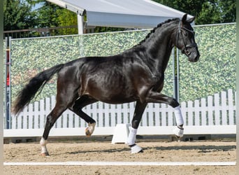 Oldenburger, Hengst, 2 Jahre, 167 cm, Rappe