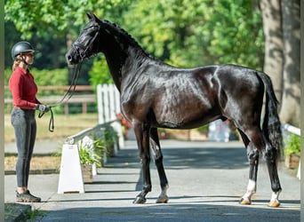 Oldenburger, Hengst, 2 Jahre, 167 cm, Rappe