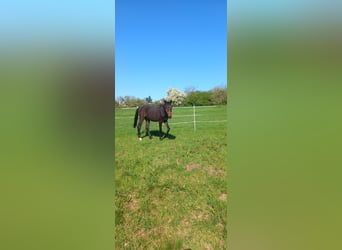 Oldenburger, Hengst, 2 Jahre, 168 cm, Brauner