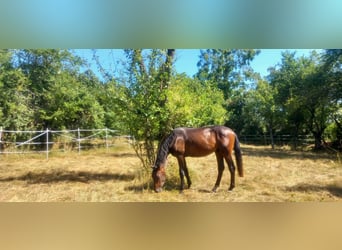 Oldenburger, Hengst, 2 Jahre, 168 cm, Brauner
