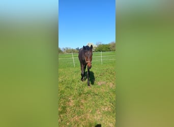 Oldenburger, Hengst, 2 Jahre, 168 cm, Brauner