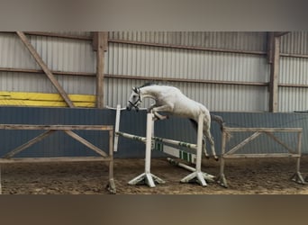 Oldenburger, Hengst, 2 Jahre, 168 cm