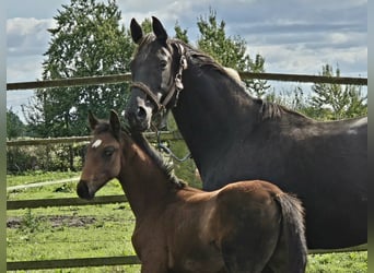 Oldenburger, Hengst, 2 Jahre, 169 cm, Dunkelbrauner