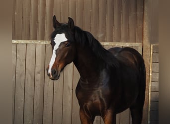 Oldenburger, Hengst, 2 Jahre, 169 cm, Dunkelbrauner