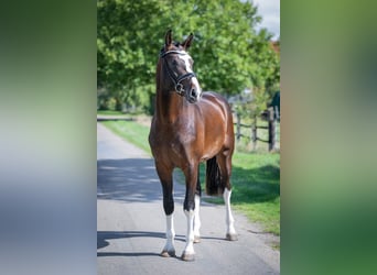 Oldenburger, Hengst, 2 Jahre, 169 cm, Dunkelbrauner