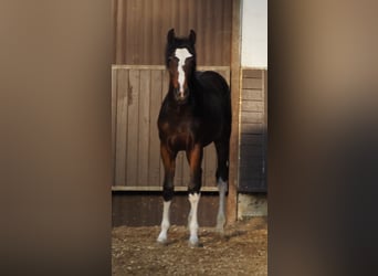 Oldenburger, Hengst, 2 Jahre, 169 cm, Dunkelbrauner