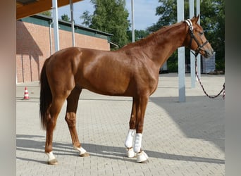 Oldenburger, Hengst, 2 Jahre, 169 cm, Dunkelfuchs
