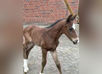 Oldenburger, Hengst, 2 Jahre, 170 cm, Brauner