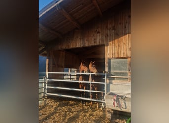 Oldenburger, Hengst, 2 Jahre, 170 cm, Brauner