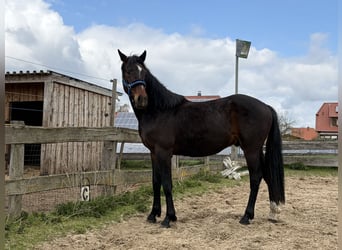 Oldenburger, Hengst, 2 Jahre, 170 cm, Dunkelbrauner