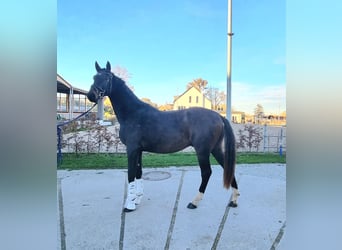 Oldenburger, Hengst, 2 Jahre, 170 cm, Dunkelbrauner