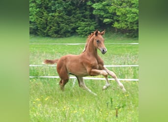 Oldenburger, Hengst, 2 Jahre, 170 cm, Fuchs