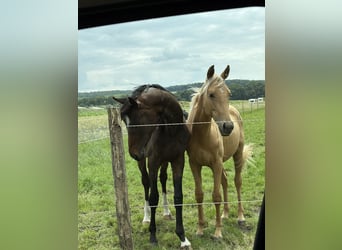 Oldenburger, Hengst, 2 Jahre, 170 cm, Palomino