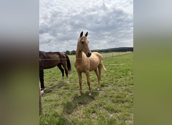 Oldenburger, Hengst, 2 Jahre, 170 cm, Palomino