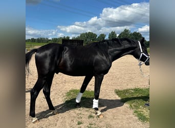 Oldenburger, Hengst, 2 Jahre, 170 cm, Schwarzbrauner