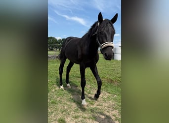 Oldenburger, Hengst, 2 Jahre, 170 cm, Schwarzbrauner