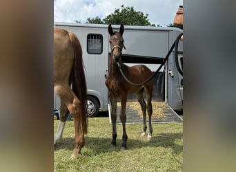 Oldenburger, Hengst, 2 Jahre, 172 cm, Dunkelbrauner