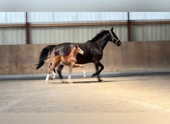 Oldenburger, Hengst, 2 Jahre, 172 cm, Fuchs