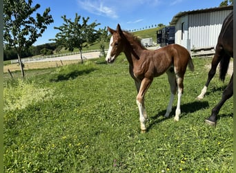 Oldenburger, Hengst, 2 Jahre, 172 cm, Fuchs
