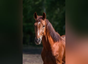 Oldenburger, Hengst, 2 Jahre, 173 cm, Dunkelfuchs