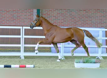 Oldenburger, Hengst, 2 Jahre, 176 cm, Fuchs