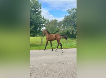 Oldenburger, Hengst, 2 Jahre, Brauner