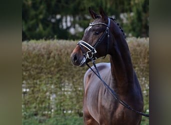 Oldenburger, Hengst, 2 Jahre, Brauner