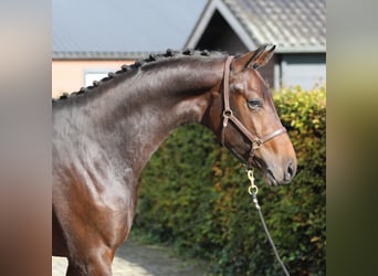 Oldenburger, Hengst, 2 Jahre, Brauner
