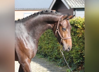 Oldenburger, Hengst, 2 Jahre, Brauner