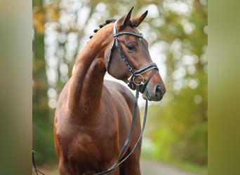 Oldenburger, Hengst, 2 Jahre, Brauner