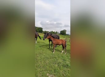 Oldenburger, Hengst, 2 Jahre, Brauner