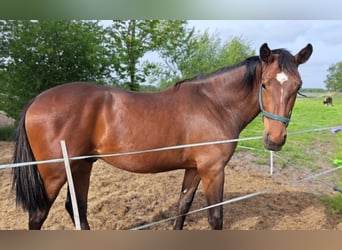 Oldenburger, Hengst, 2 Jahre, Dunkelbrauner