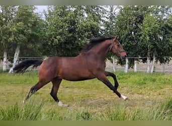 Oldenburger, Hengst, 2 Jahre, Dunkelbrauner