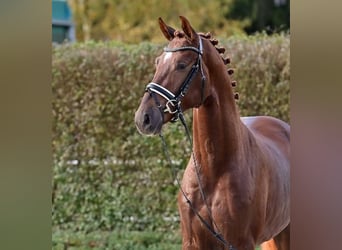 Oldenburger, Hengst, 2 Jahre, Fuchs