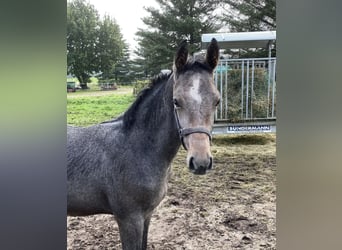 Oldenburger, Hengst, 2 Jahre, Schimmel