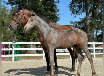 Oldenburger, Hengst, 2 Jahre, Schimmel