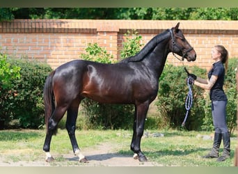 Oldenburger, Hengst, 2 Jahre