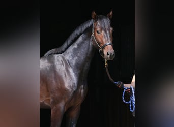 Oldenburger, Hengst, 2 Jahre