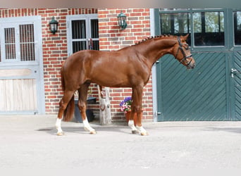 Oldenburger, Hengst, 3 Jaar, 160 cm, Vos