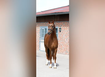 Oldenburger, Hengst, 3 Jaar, 160 cm, Vos