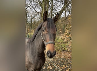 Oldenburger, Hengst, 3 Jaar, 162 cm, Donkerbruin