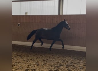 Oldenburger, Hengst, 3 Jaar, 162 cm, Donkerbruin