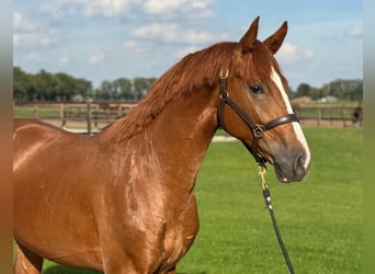 Oldenburger, Hengst, 3 Jaar, 162 cm, Vos